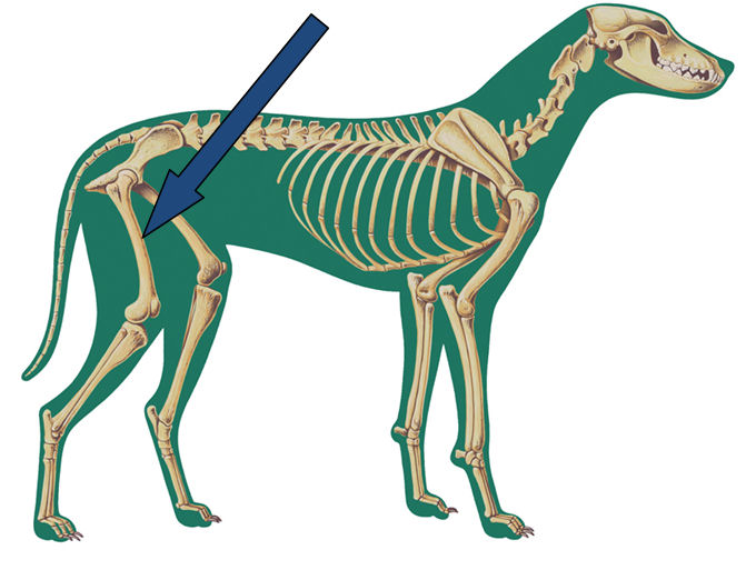 dog femur bone anatomy